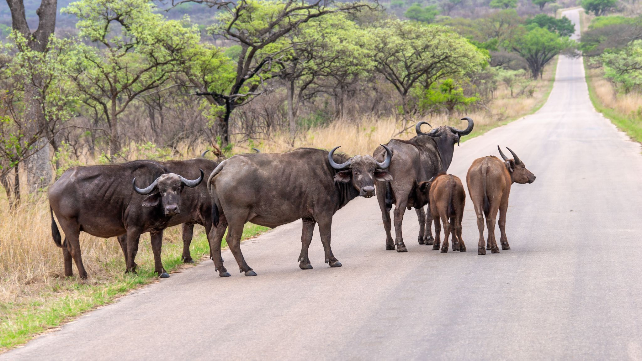 Afrikanische Büffel (Syncerus caffer), auch bekannt als Kaffernbüffel. Sie sind eine der bekanntesten Tierarten Afrikas und gehören zu den „Big Five“